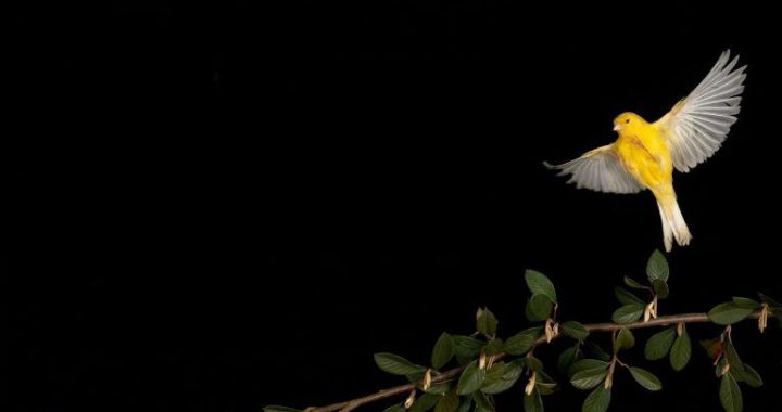 Canary Capital’s McClurg Sees Bitcoin Soaring to $150K Before Inevitable Downturn