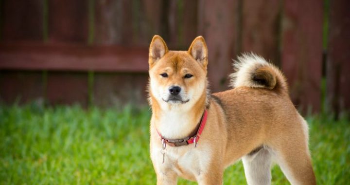 Shiba Inu Joins The Ranks Of Dogecoin, XRP On Coinbase ETF Watchlist – The Next Big Thing?