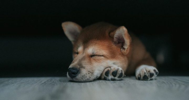 Dogecoin May Pause Above $0.27 Before Charging Toward $0.45 – Analyst