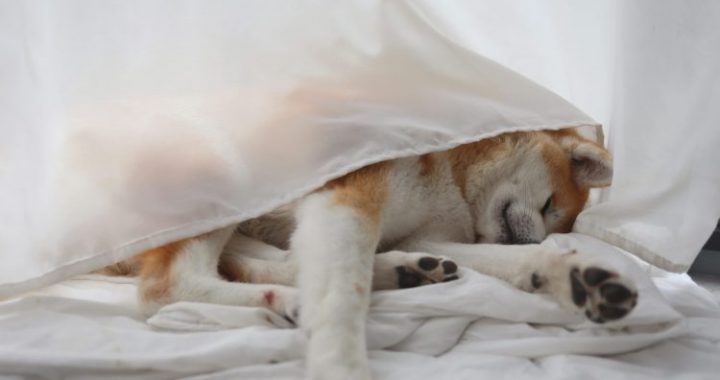 Dogecoin Warning: Double Top Formation Hints At Decline – Analyst
