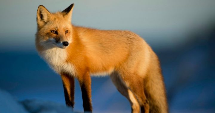 MetaMask’s Long-Rumored Token May Arrive ‘Sooner Than Expected’, CEO Says