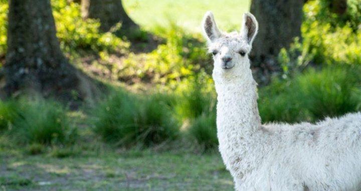 Defillama Criticizes Misleading RWA Metrics, Calls out Figure Co-Founder Allegations