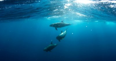 Long-term holders sell 325,600 Bitcoin in sharpest monthly drawdown since July 2025