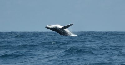 CryptoQuant reports Bitcoin whales back in profit at $112,788