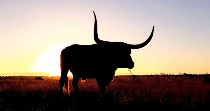 XRP Sparks Bullish Frenzy As Top Software Dev Says It Beats ETF Hype