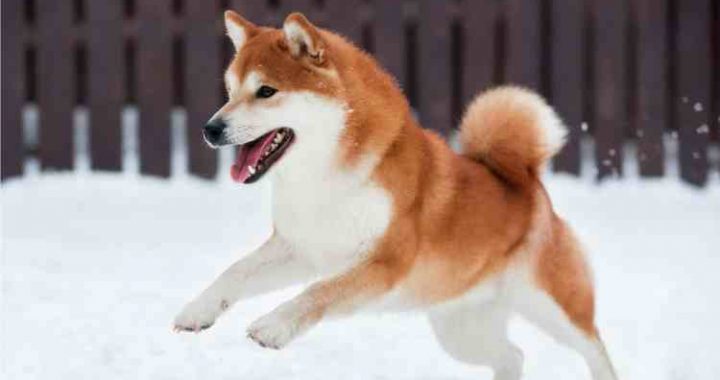 A Hidden Pattern On Dogecoin’s Chart Could Change Everything: Analyst