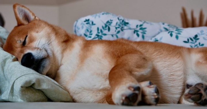 Shiba Inu Might Be ‘Dead And Sleeping’, But Not For Long, Crypto Expert Says