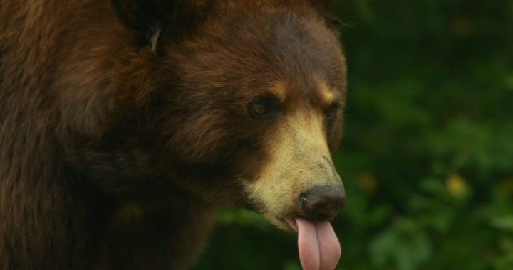 Michael Saylor Issues Rally Cry To Bitcoin Army: “Starve The Bears!”