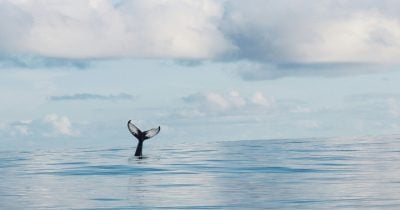 Hyperliquid short whale moves 2,000 Bitcoin to Coinbase, signaling potential selling pressure