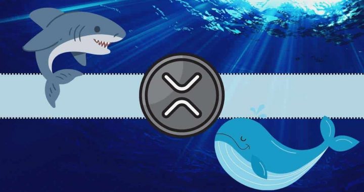 Understanding Today’s Crash in XRP Prices: Ripple Whales Behind the Move Below $2.5?