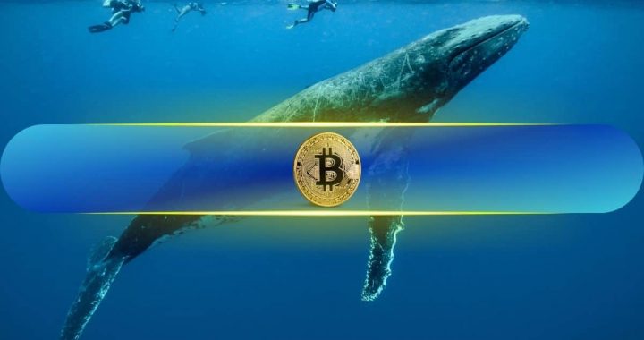 Big Bitcoin (BTC) Whales Surge as Small Holders Vanish Amid Short-Term Recovery Attempts