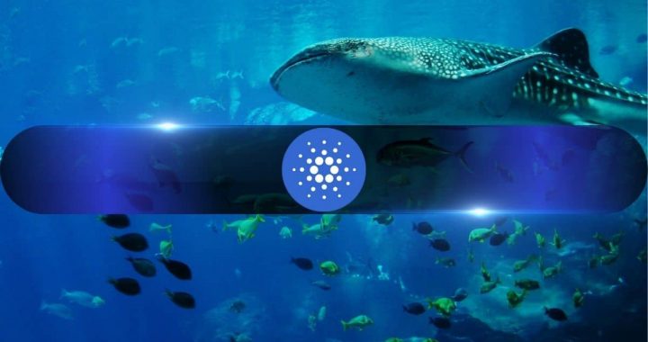 Cardano Holder Loses 87% of $6.9M in Botched USDA Swap