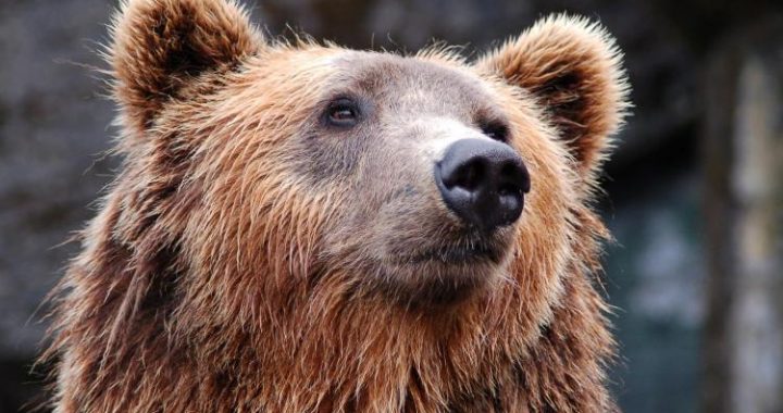 Top Analyst Sounds Alarm: Bitcoin Is Highly Unlikely To Spring Back Anytime Soon