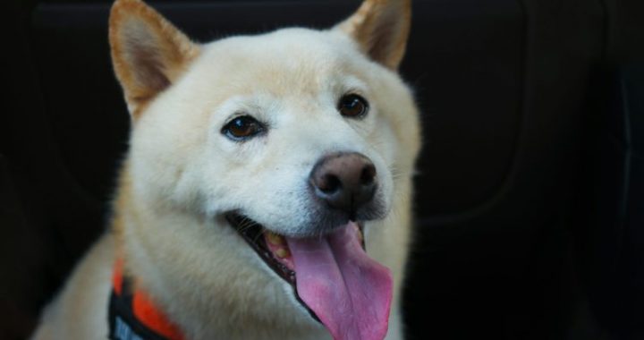 ‘Good News’ Finally Arrives For SHIB Army As Team Unveils New Update