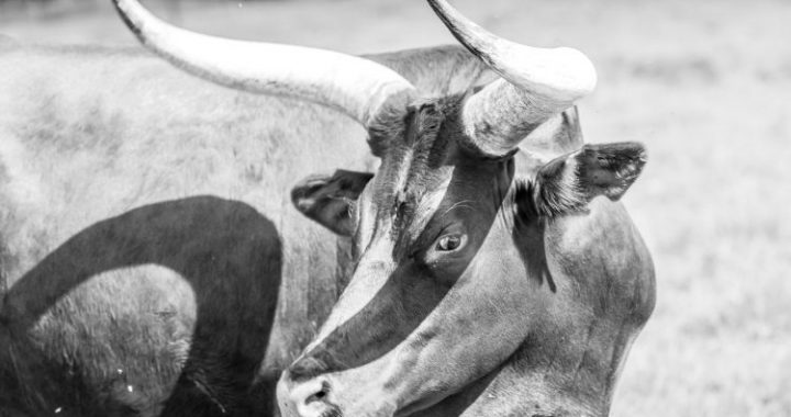 From Dotcom To Crypto: Veteran Analyst Says The Bull Run Isn’t Over