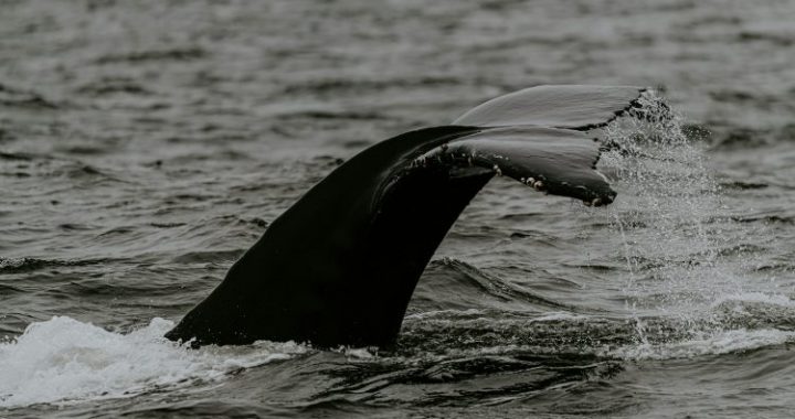 Selling Storm: Bitcoin Whales Could Drive Prices Down Further, Experts Warn