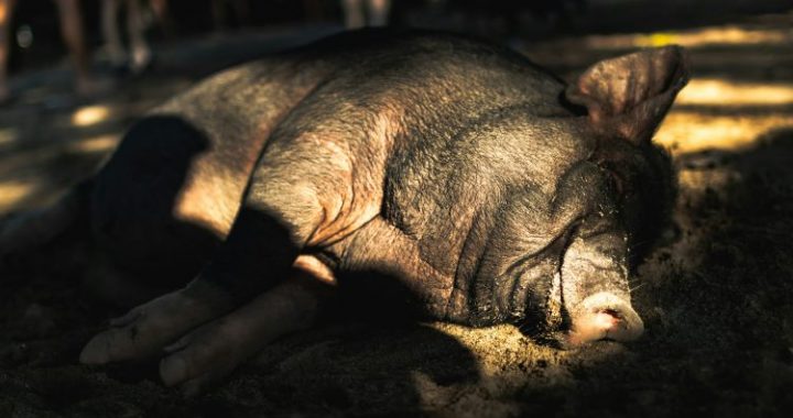 Crypto ‘Pig-Butchering’ Scam Escalating Into A National Security Risk— Study