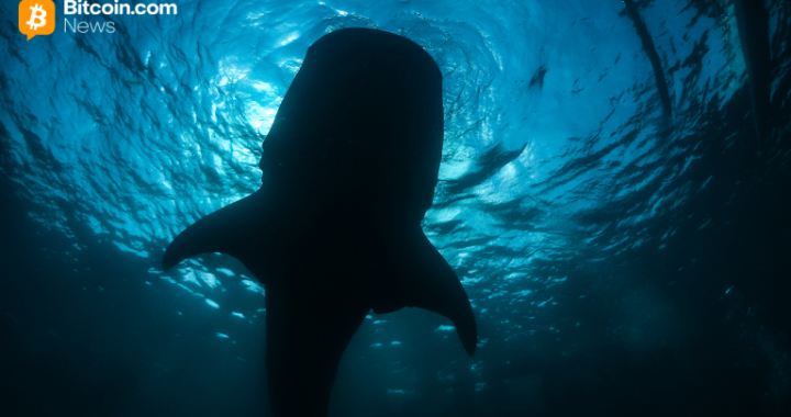 Onchain Analyst: Long-Sleeping Bitcoin Whale Resurfaces, Shifting 2,300 BTC to Paxos Wallet