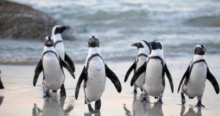 Pudgy Penguins Secures Las Vegas Sphere Spot After Dogwifhat Campaign Fails