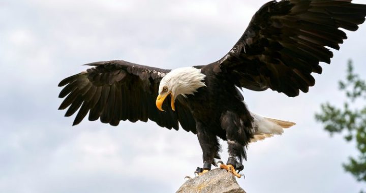 Trump-Linked World Liberty Backs USD1 With Treasury-Fueled Expansion