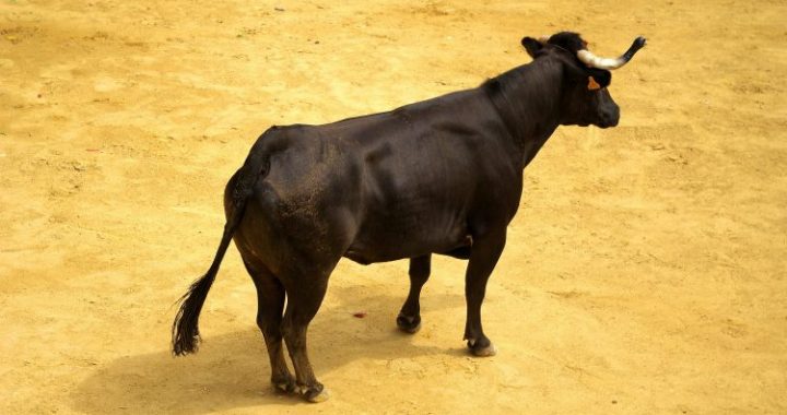 XRP Holders Labeled ‘Uneducated Perma Bulls’ By Veteran Trader – Details