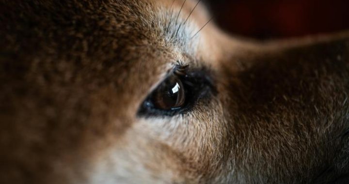 Is Dogecoin Waking Up? Critical On-Chain Metric Explodes Higher