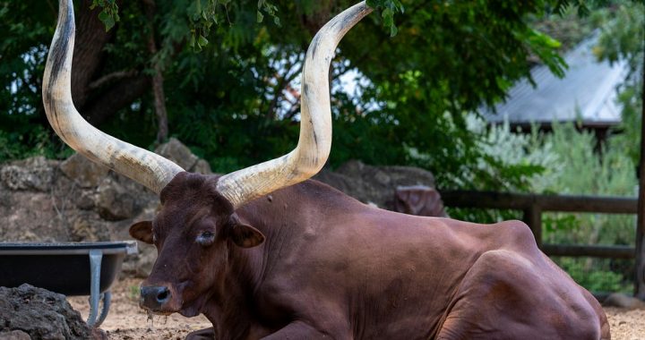 BTC Buy Signal Triggered