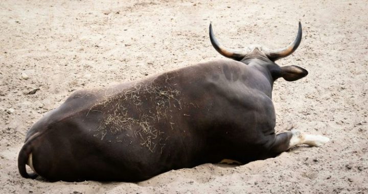 Santiment: Bitcoin Bulls Loading Up As Whales And Sharks Buy The Dip