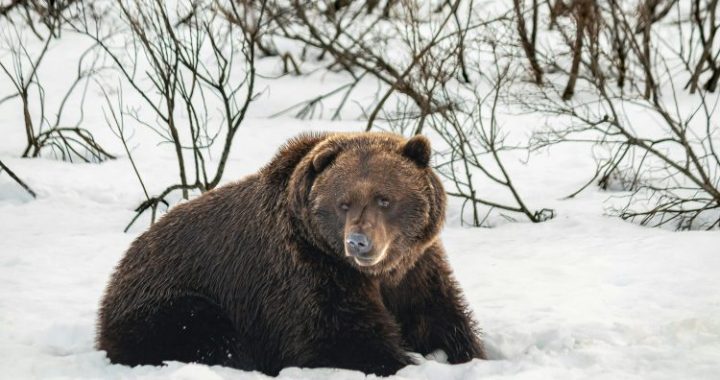 Bitcoin’s Bear Market Might Not Be New: Data Points To A 2-Month Slide