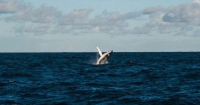 Whales accumulate $280M in Bitcoin in 15 hours