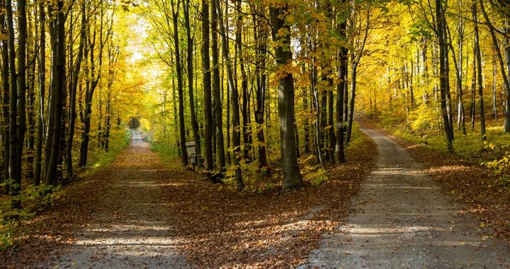 Two paths move forward