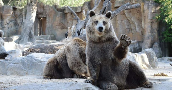 Glassnode: Bitcoin Realized Losses Have Hit Bear Market Levels