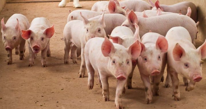 Feds Seize $61 Million in Tether Linked to ‘Pig Butchering’ Crypto Scams