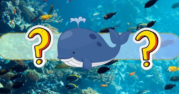 Is This the End of the Machi Big Brother Dump? Giant Whale Clings to Last $1M After Disaster