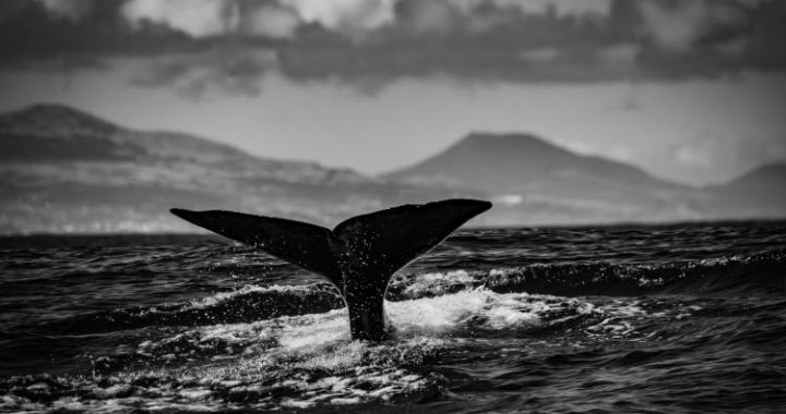 Swift Surge: New XRP Whale Amasses $206 Million In Minutes
