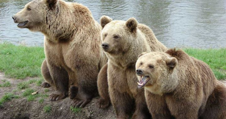 CryptoQuant Breaks Down Current Bear Market Signals