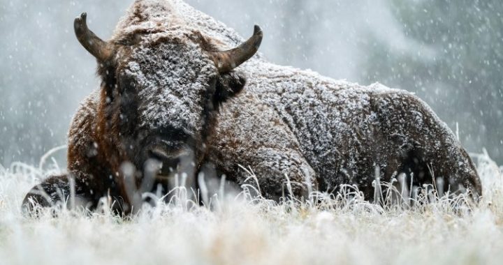 The Crowd Is Bearish On Bitcoin, But History Says That’s Bullish