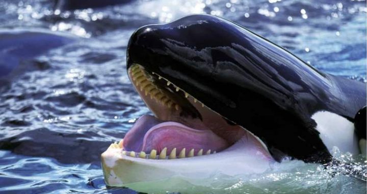 Big Players Return: Bitcoin Whales Scoop Up BTC At $71K