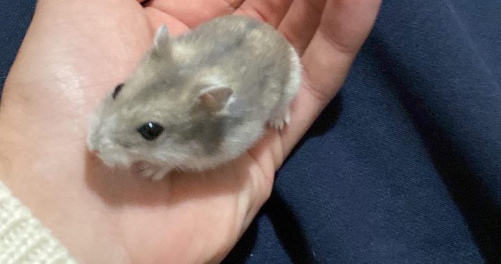 BREAKING: Man SWATTED, Arrested — And His Hamster Too — After Running Illegal Quantum Computer Farm…