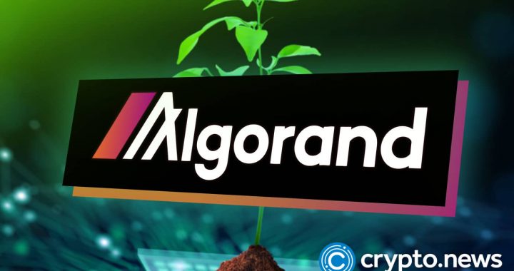 Algorand Surges 50% in a Month After Google’s Quantum AI Team Flags It as a Blockchain Security Model