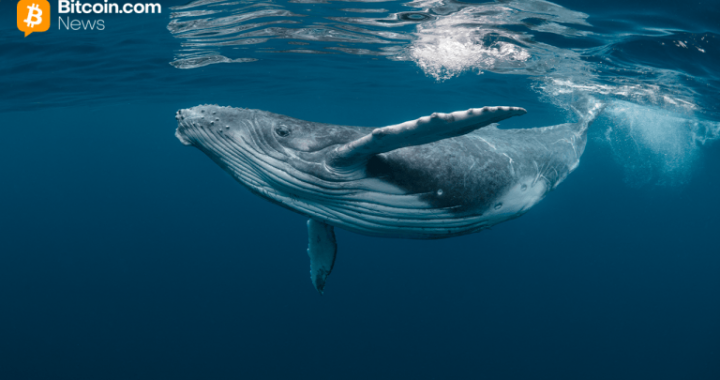 2013 Bitcoin Whale Wallet Transfers 500 BTC After 12 Years of Dormancy