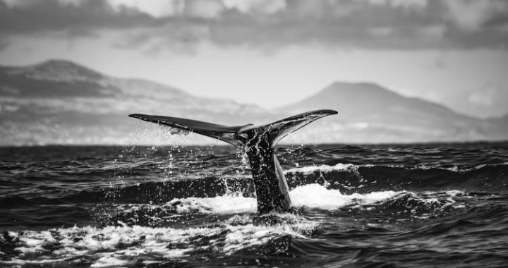 Mysterious Bitcoin Whale Transfers $40 Billion After Years Of Silence
