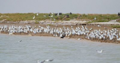 Kuwait foreign ministry summons Iran’s ambassador over Boubyan Island infiltration
