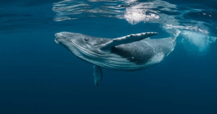 Bitcoin Whale-Retail Delta Drops To ETF-Era Lows As Smart Money Turns Cautious
