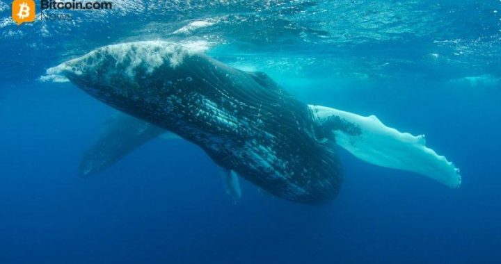 Whale Who Spent $62M on Uniswap and Compound Tokens Is Now Selling at a $39.7M Loss