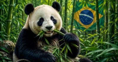 Brazil plans $735M panda bond debut to test yuan market