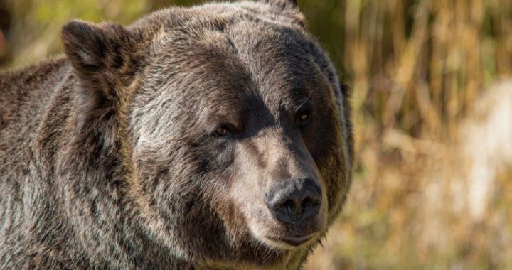 Grayscale Sees 2 Paths out of Bitcoin Bear Market as Key Catalysts Near