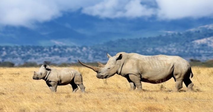 Safaricom Teams With Chainalysis as AI Hunts Payments Linked to Illegal Wildlife Trade