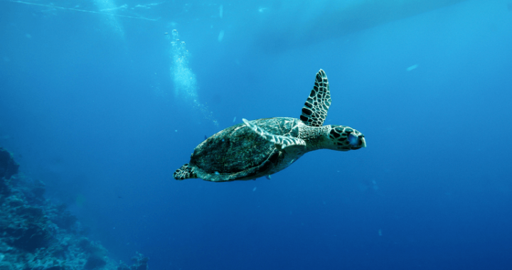 China Warns of ‘Spy Turtles’ Fitted With Sensors in Its Territorial Waters
