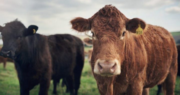 From Pasture to Blockchain: How Tokenized Cows Are Revolutionizing Agricultural Finance in Brazil